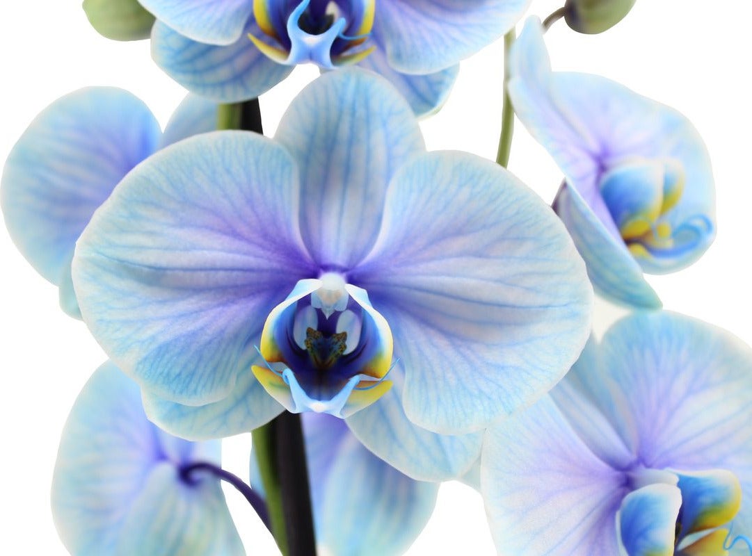 Vlinderorchidee 2 tak (Phalaenopsis multiflora 'Royal Lagoon') D 12 H 55 cm