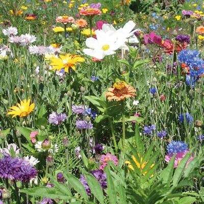 Blumensamen Samenkugeln Wildblumen