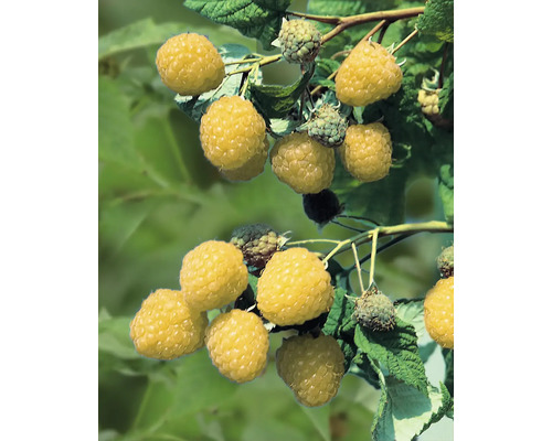 Biologische gele herfstframboos 'Golden Everest' FloraSelf Organic Co 2 L