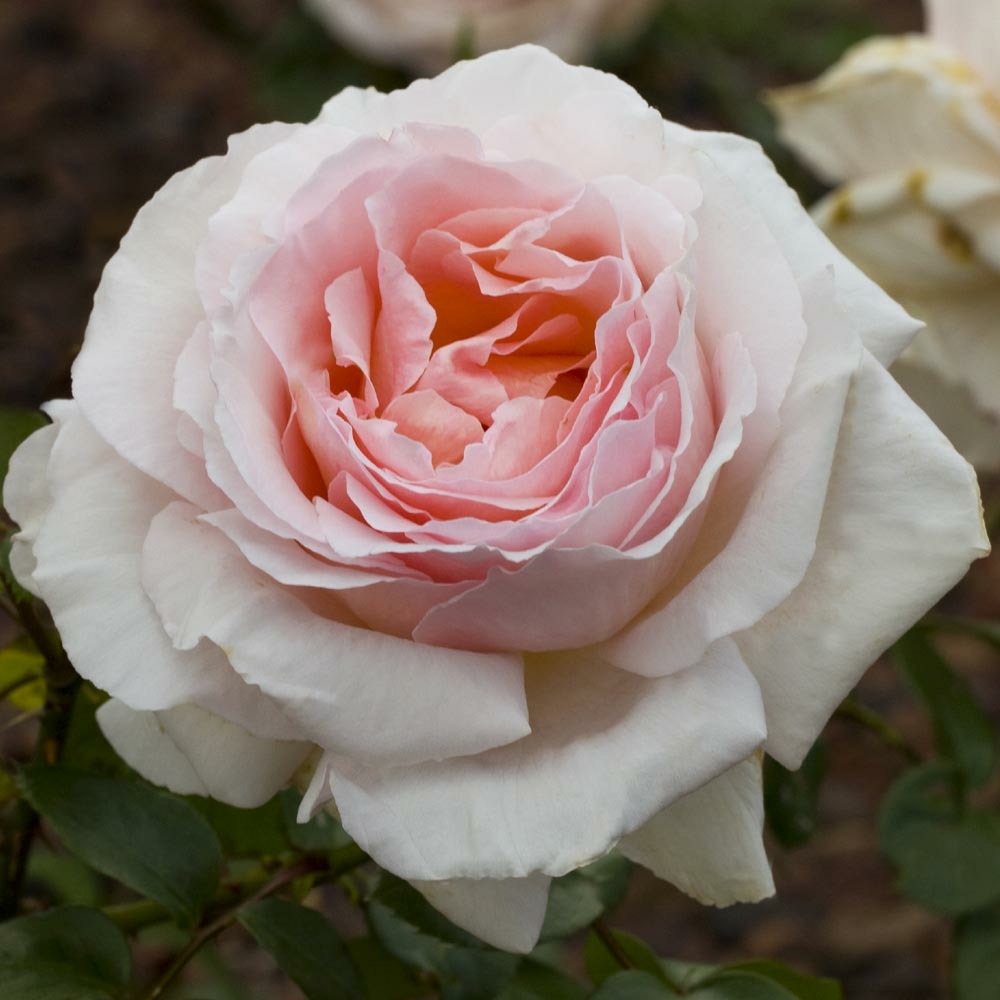 Rosier andre le notre ® meiceppus sans motte