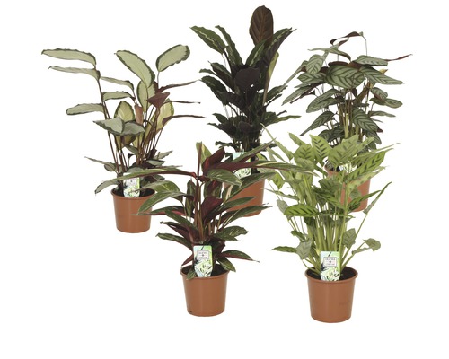 Calathea Mix (FloraSelf) H 80-85 cm Ø 17 cm pot, willekeurige variëteitselectie