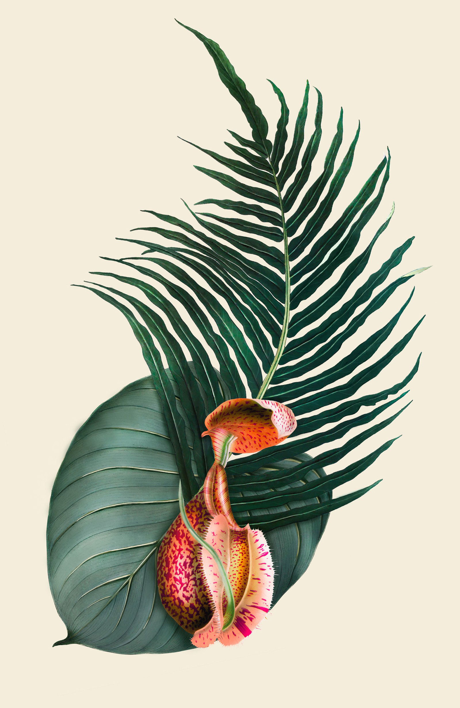 Rajaareca by Rive Roshan - Limited Edition. Edition of: 150. Signed.
