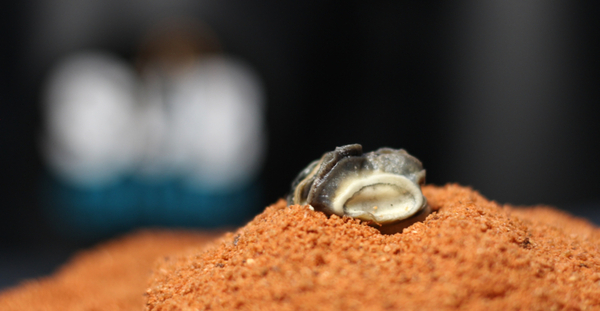 Subgrubs 'Natural Bait' Ready To Fish Emmer (Pellets   Liquide   Escargots)