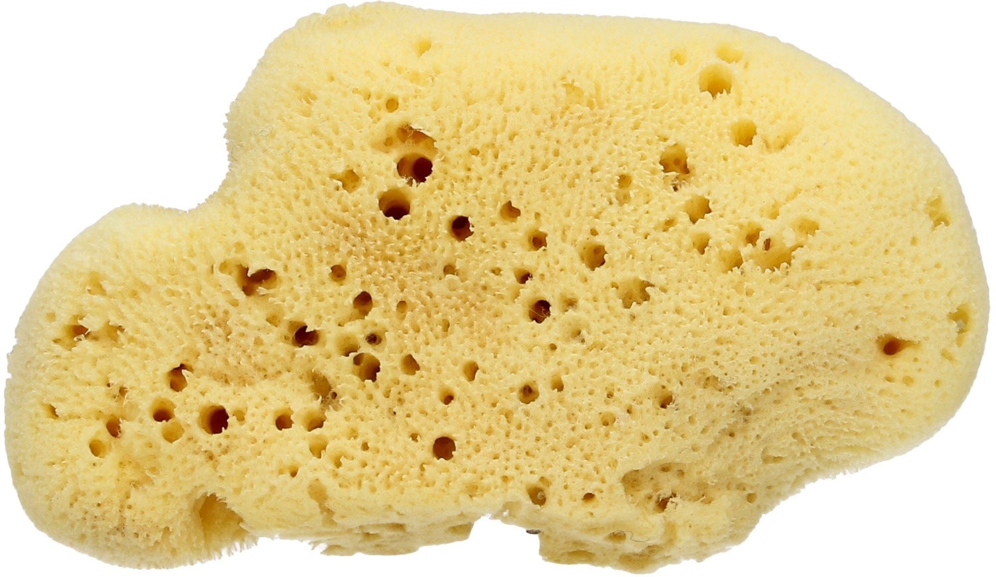 Cose della Natura  Velvet Sponge