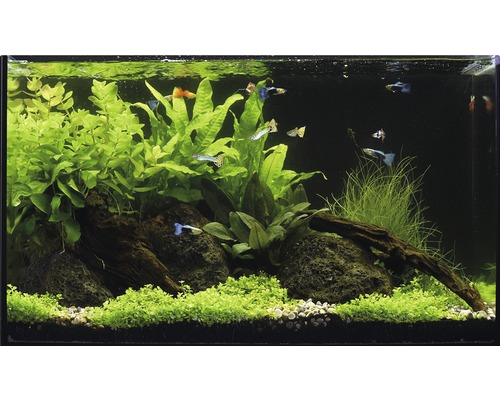 Aquarium waterplantenpakket M 