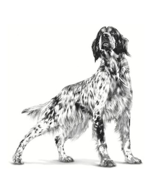 Royal Canin Veterinary Diet Cardiac - Hondenvoer