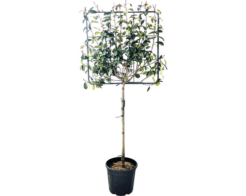 Loquat 'Red Robin' stam trellis FloraSelf Photinia x fraseri 'Red Robin' H 180-190 cm Trellis afmetingen H80xB80 cm Co 30 L