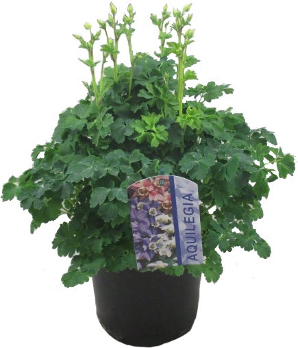 Akelei (Aquilegia vulgaris 'Winky Rose') D 19 H 45 cm