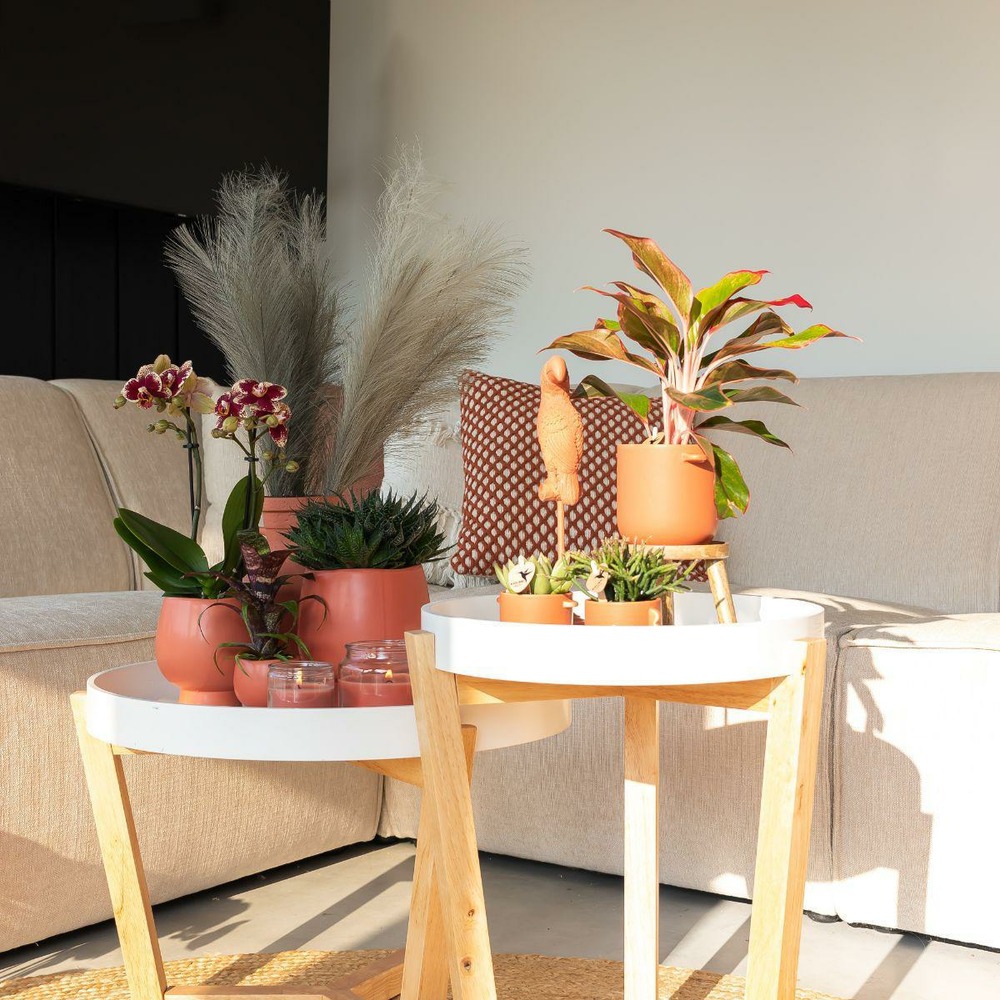 Plante d'intérieur - duo orchidée et rhipsalis 35cm