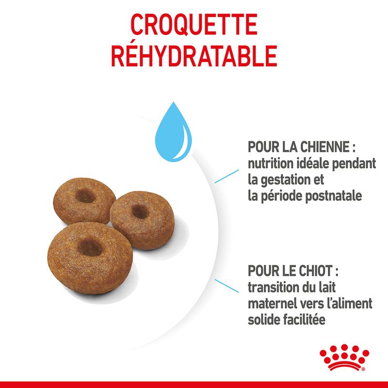 Royal Canin Maxi Starter Mother & Babydog à prix discount sur bitiba.fr