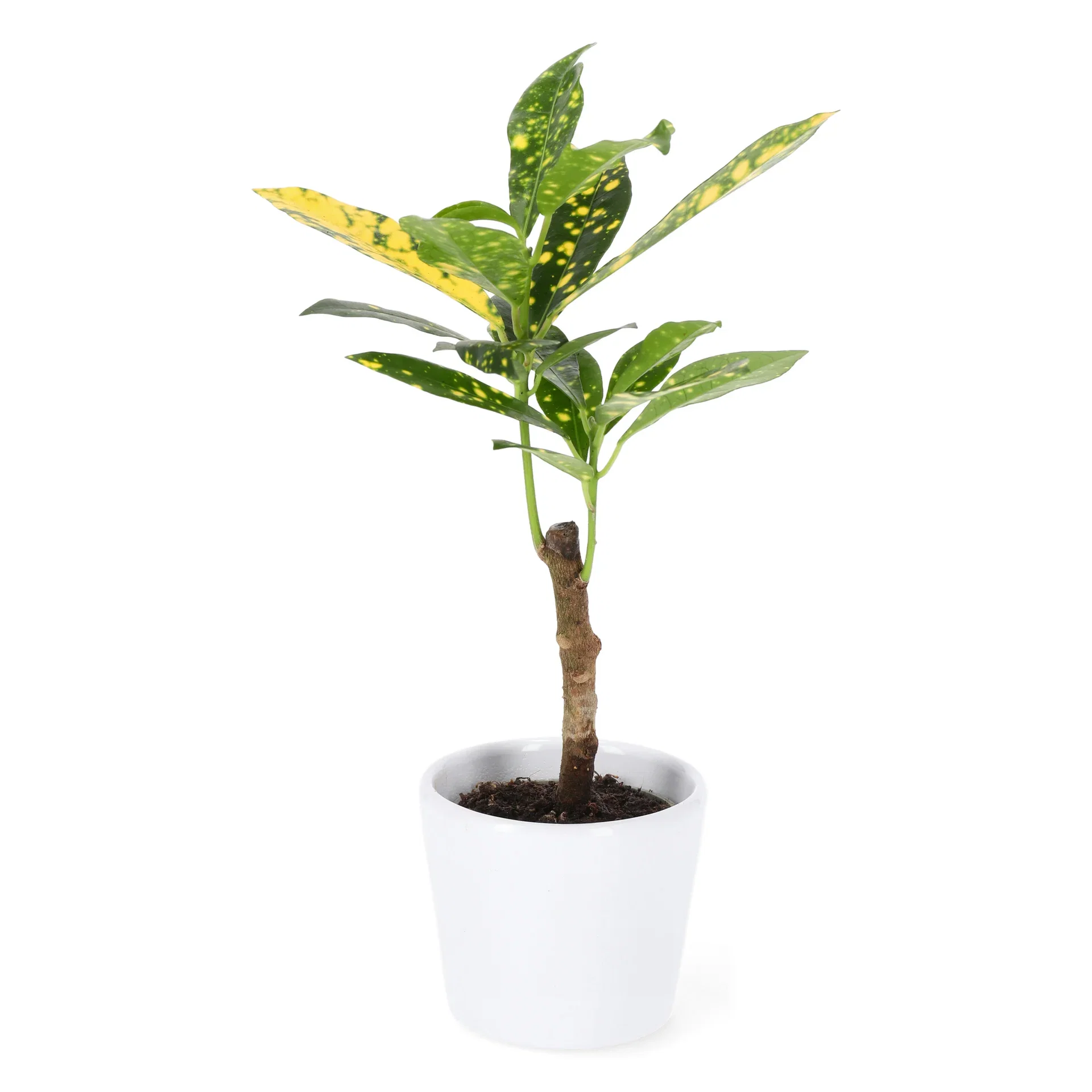 Codiaeum variegatum 'Aucubifolium' Kroton mini Høyde 10 cm