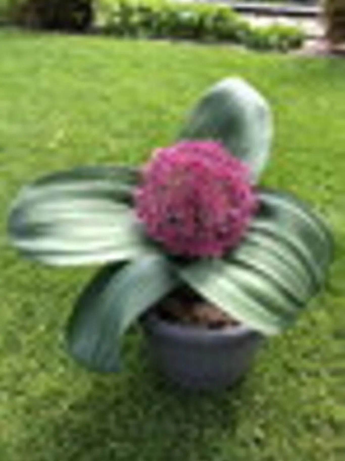 Allium karataviense 'Red Giant' Kuleløk 'Red Giant'