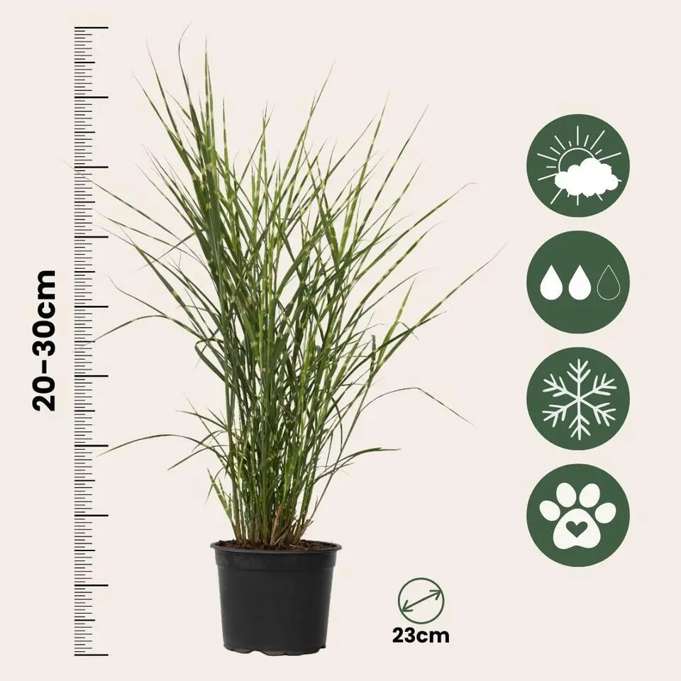 Chinees prachtriet - Set van 2 - Miscanthus 'Zebrinus' - Hoogte 20-30cm - ⌀23cm