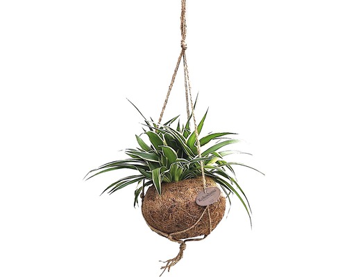 Kokodama hangplant (Chlorophytum comosum) FloraSelf, hoogte 25-30 cm, diameter pot 15 cm