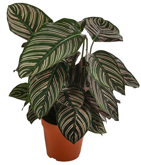 Korbmarante - Calathea ornata