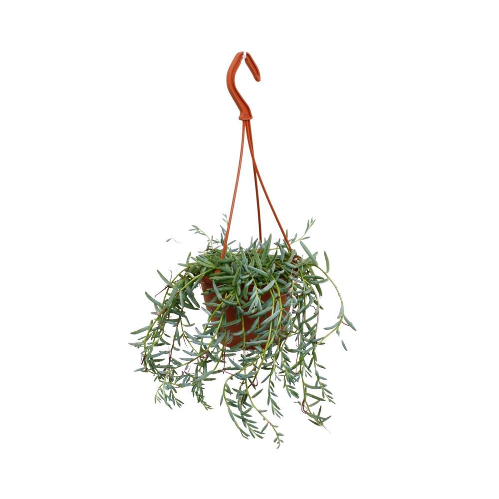 Plante d'intérieur - senecio hallianus 25.0cm