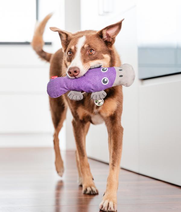 Red Dingo Hundespielzeug DURABLES Toys