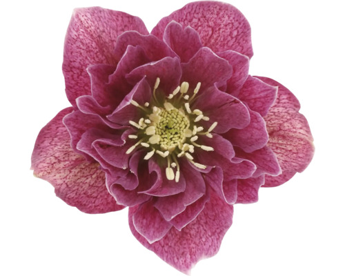 Kerstroos, Lenteroos FloraSelf Helleborus orientalis Viv Ø 19 cm pot dubbele bloemen