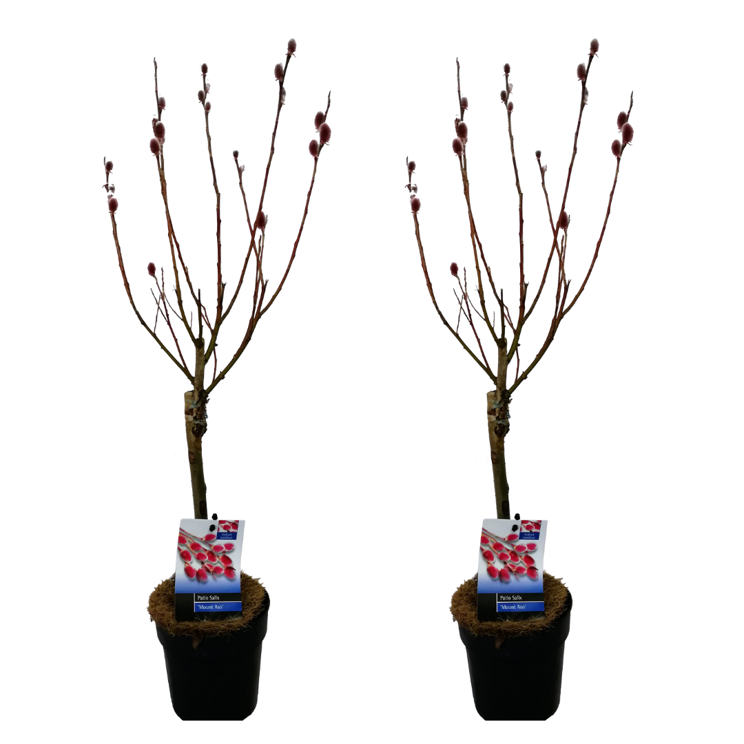 Salix mount aso 'red cat' - gracilistyla - arbre - lot de 2 - ⌀12 cm - h50-60 cm