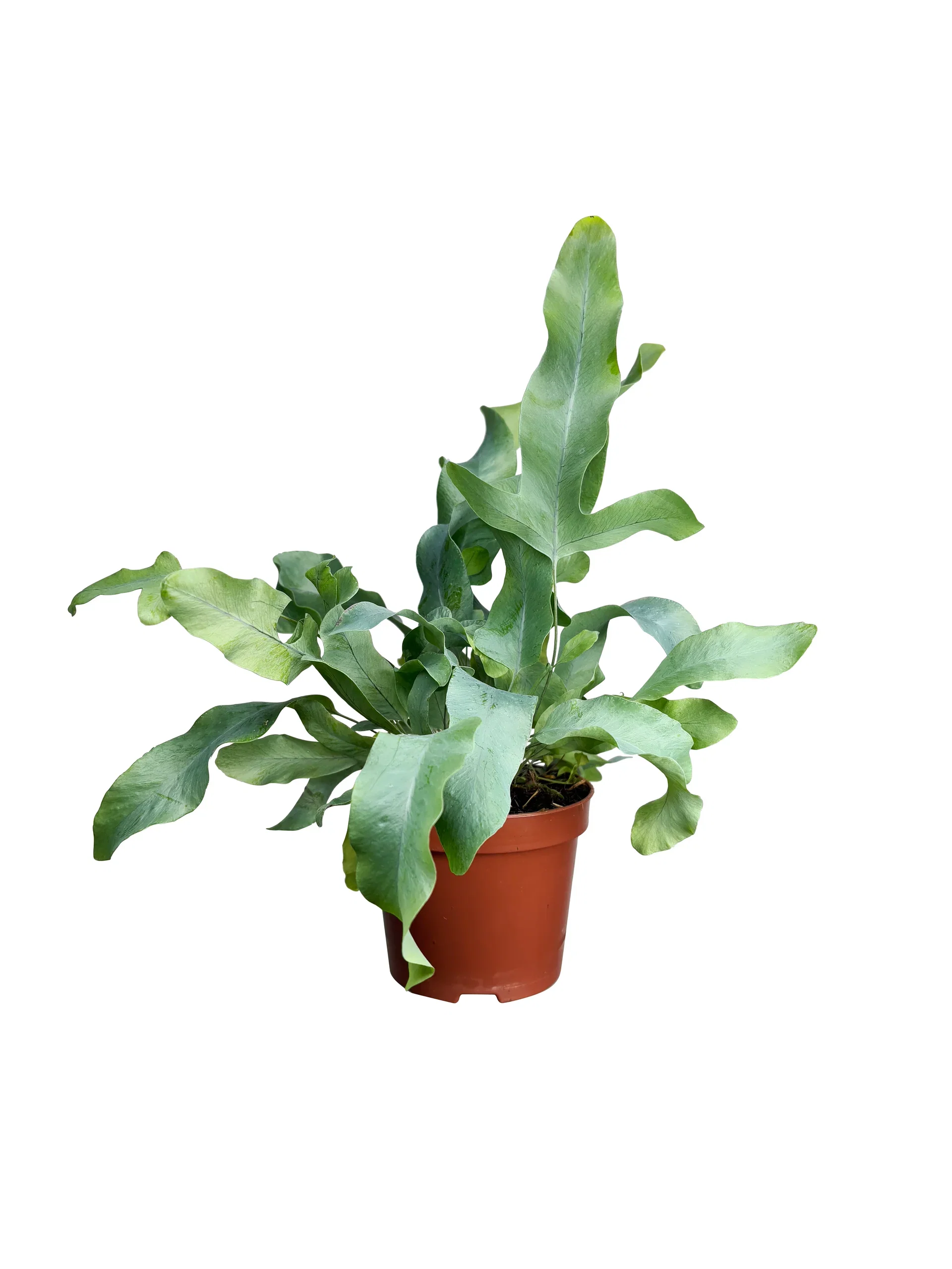 Fern Bregne miks Høyde 15 cm