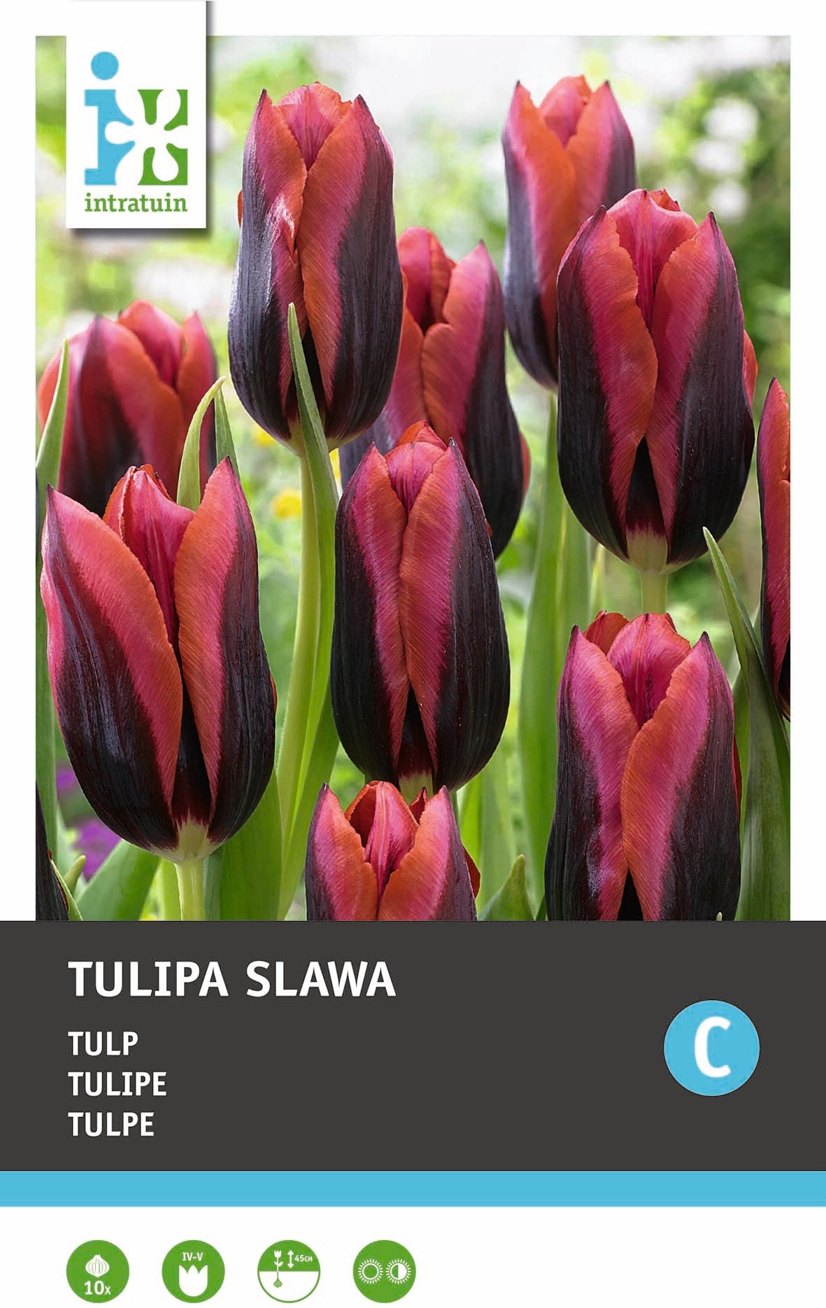 Intratuin bloembollen Tulp (Tulipa 'Slawa') 10 stuks