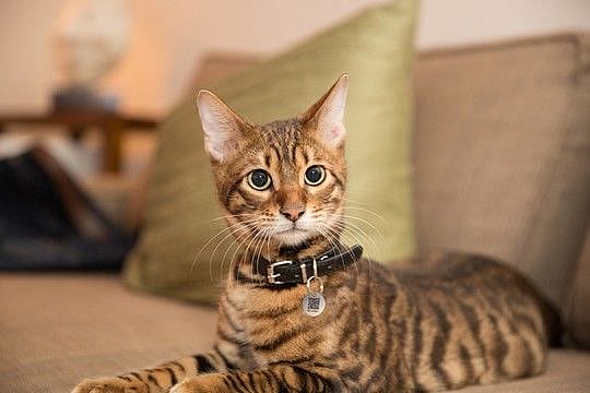 Spotted! Pro Tag | Dog Cat - Small | 11327.1