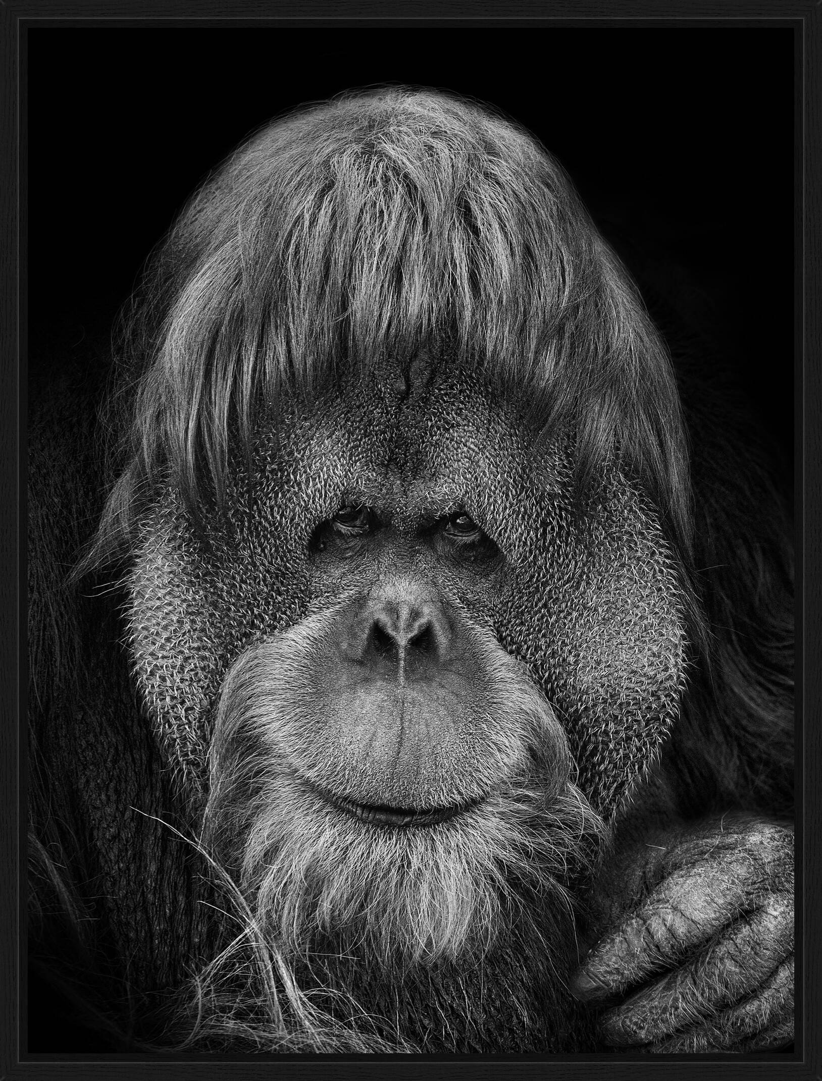 Orang Utan by Mikhail Kirakosyan - Limited Edition. Edition of: 150. Signed.