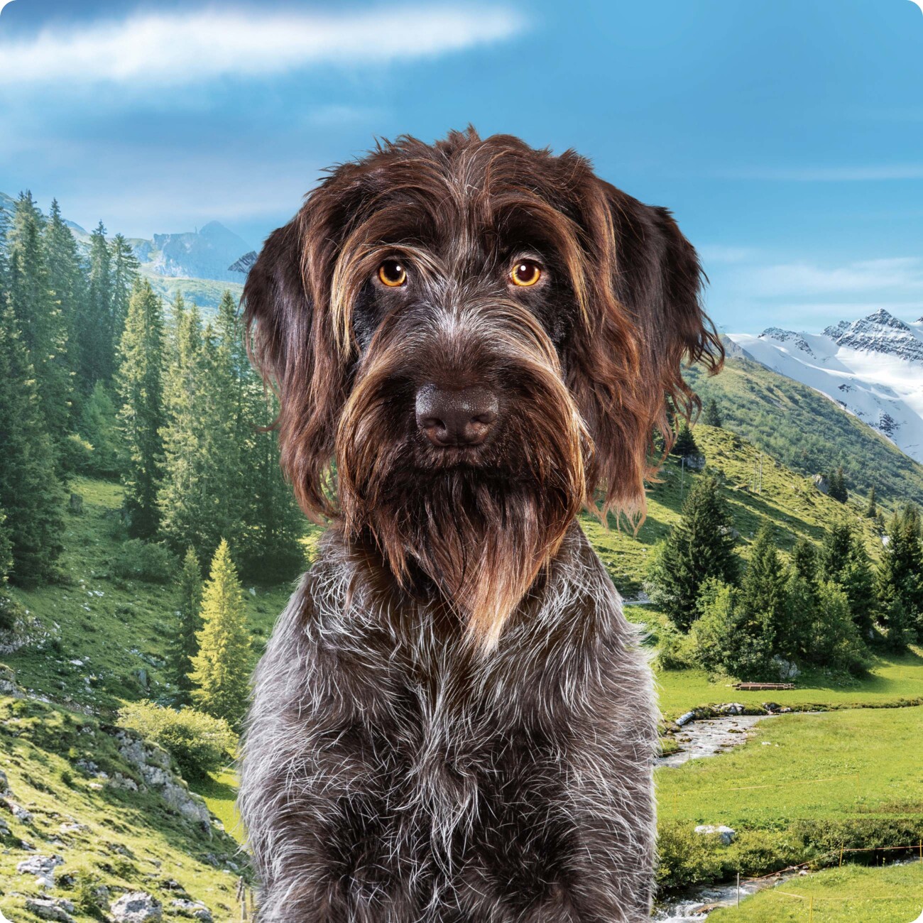 REAL NATURE Country Selection Trockenfutter Hund, Junior, Alpine, Truthahn und Alpenrind 1 kg