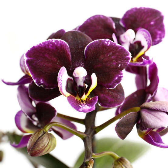Orchidée Phalaenopsis 1 tige - pot D.6 cm