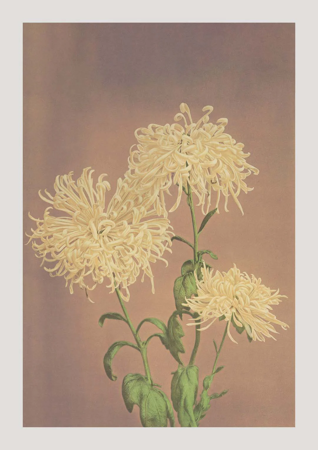 Drei gelbe Chrysanthemen von Ogawa Kazumasa