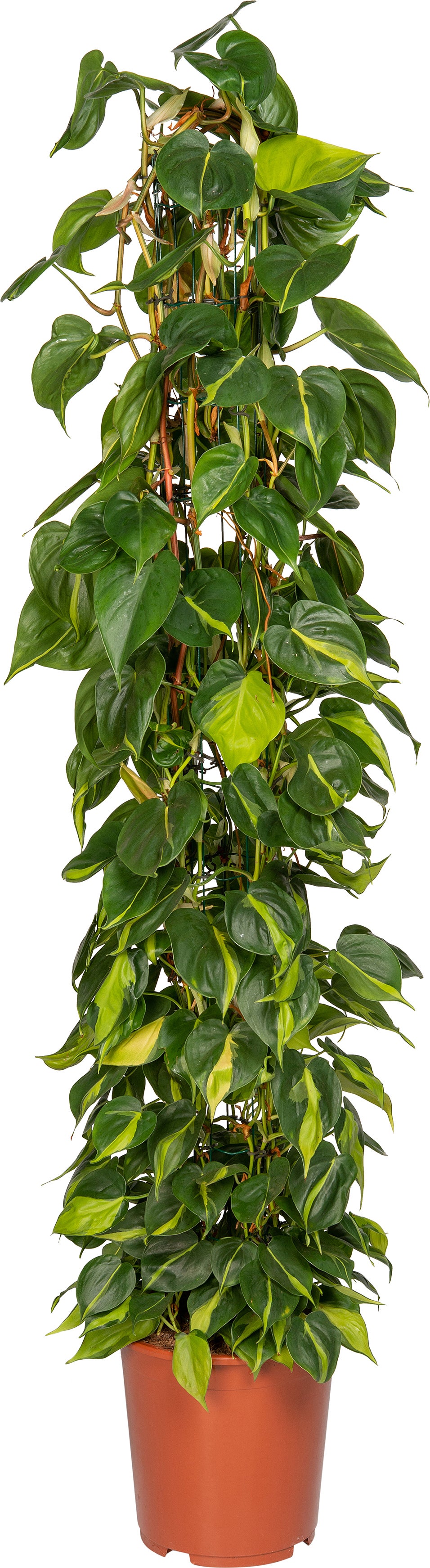 Philodendron (Philodendron scandens 'Brasil') D 27 H 150 cm
