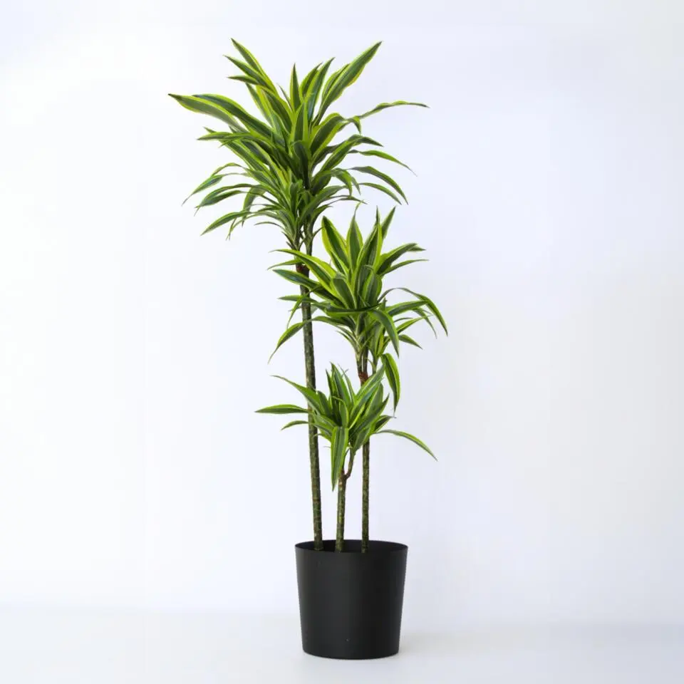 Drakenbloedboom - Dracaena 'Lemon Lime' - Hoogte 130-140cm - ⌀24cm