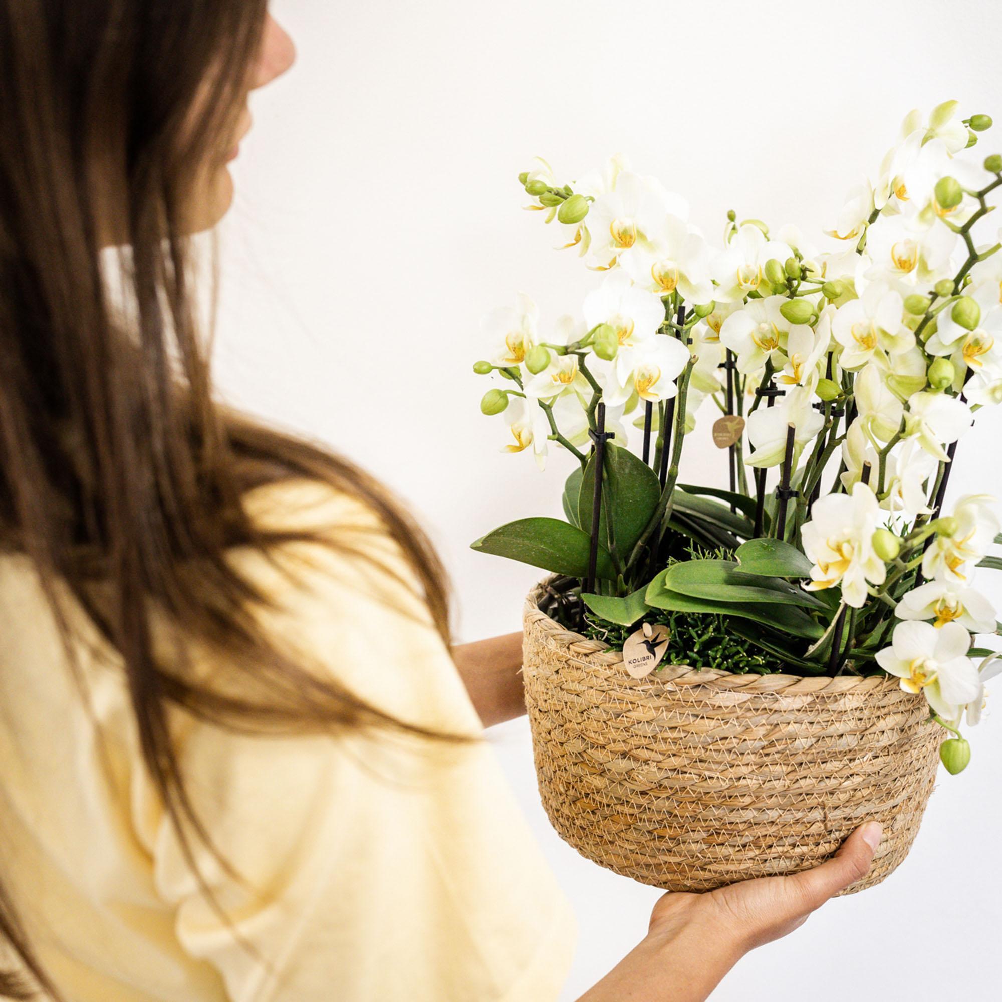 Plante d'intérieur - set de 3 orchidées blanches et 3 rhipsalis dans un panier en roseau avec réservoir d'eau 35cm
