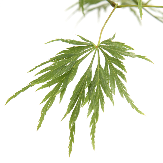 Acer palmatum 'Viridis' Dissectum C3L h.40/60cm