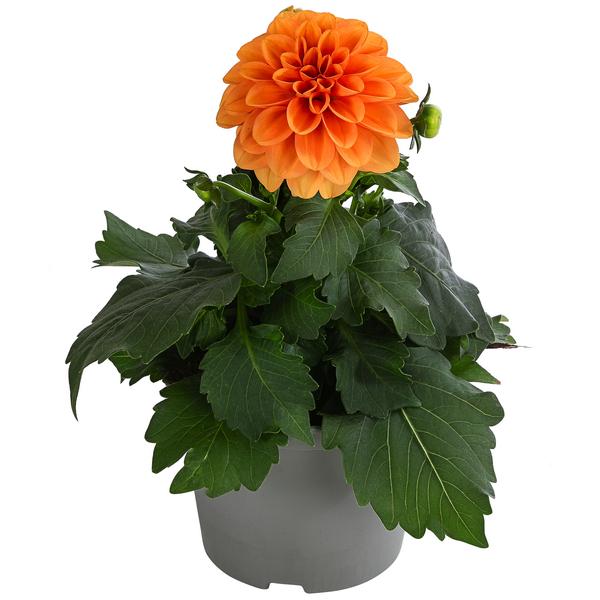 Zwergdahlie, verschiedene Farben