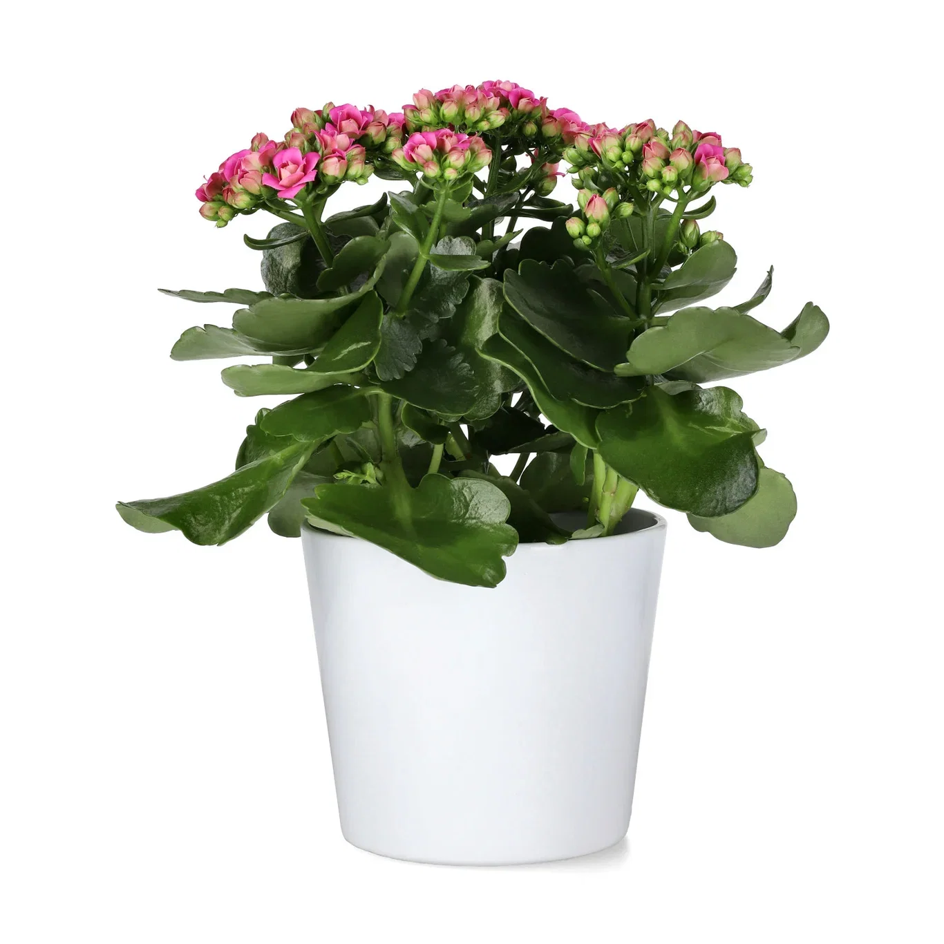 Kalanchoe maxi Dark Pink 14cm Ildtopp Høyde 30 cm