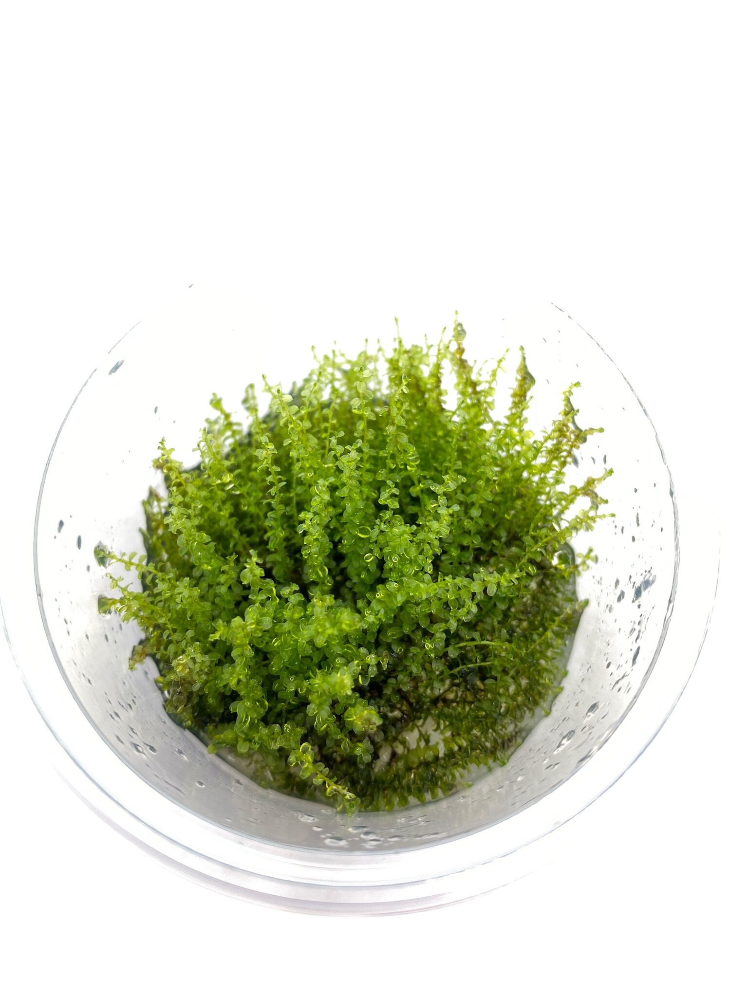 Waterplant Plagiomnium Affine in-vitro