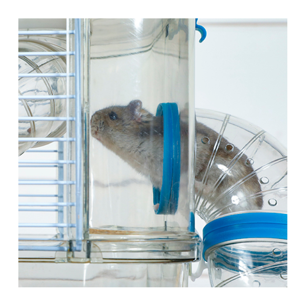 Cage pour petit rongeur rody 3 mini