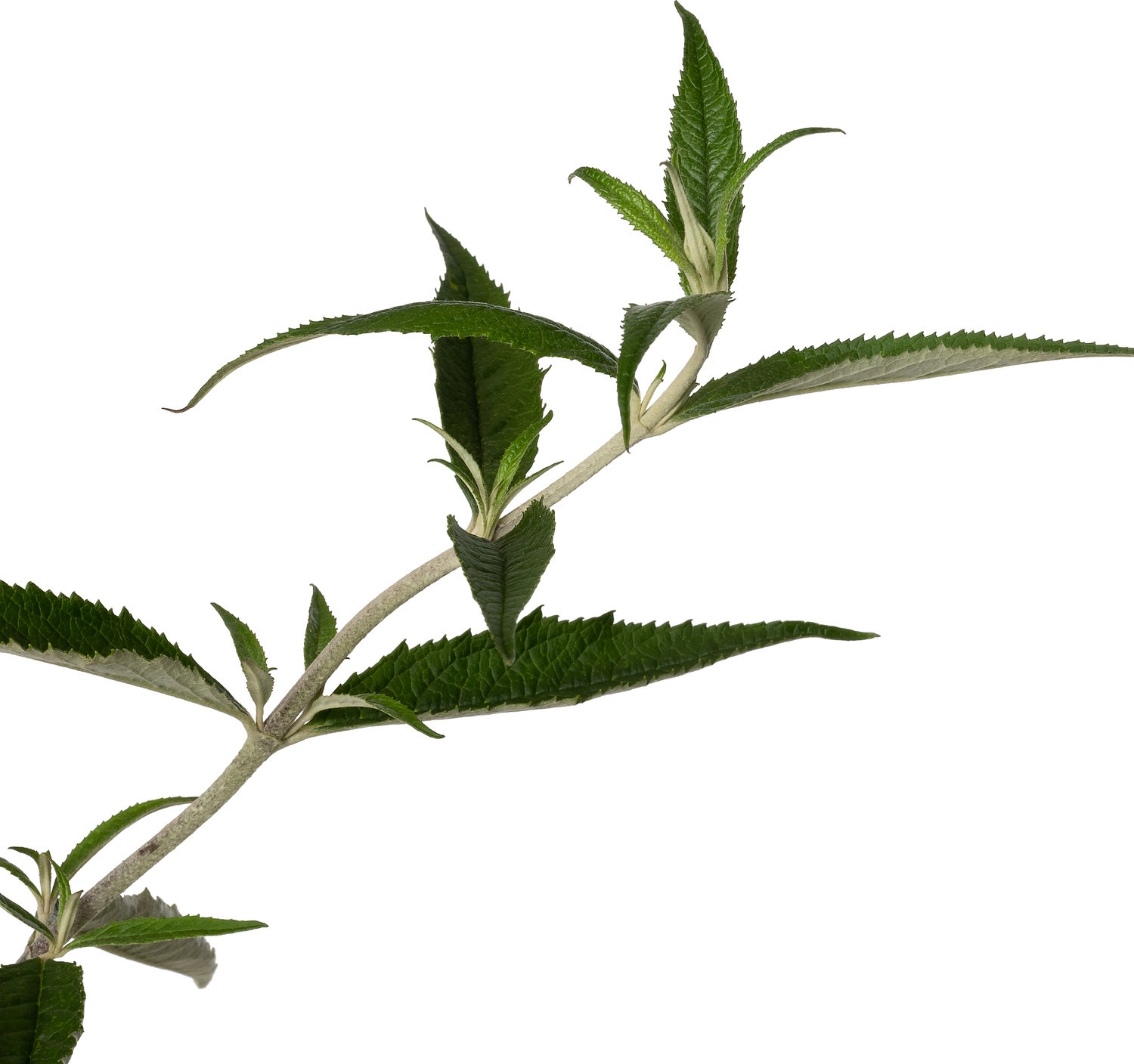 Dwergvlinderstruik (Buddleja Free Petite 'Lavender Flow') D 23 H 40 cm