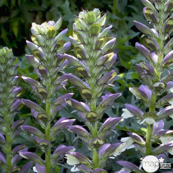 Acanthe mollis : godet vert