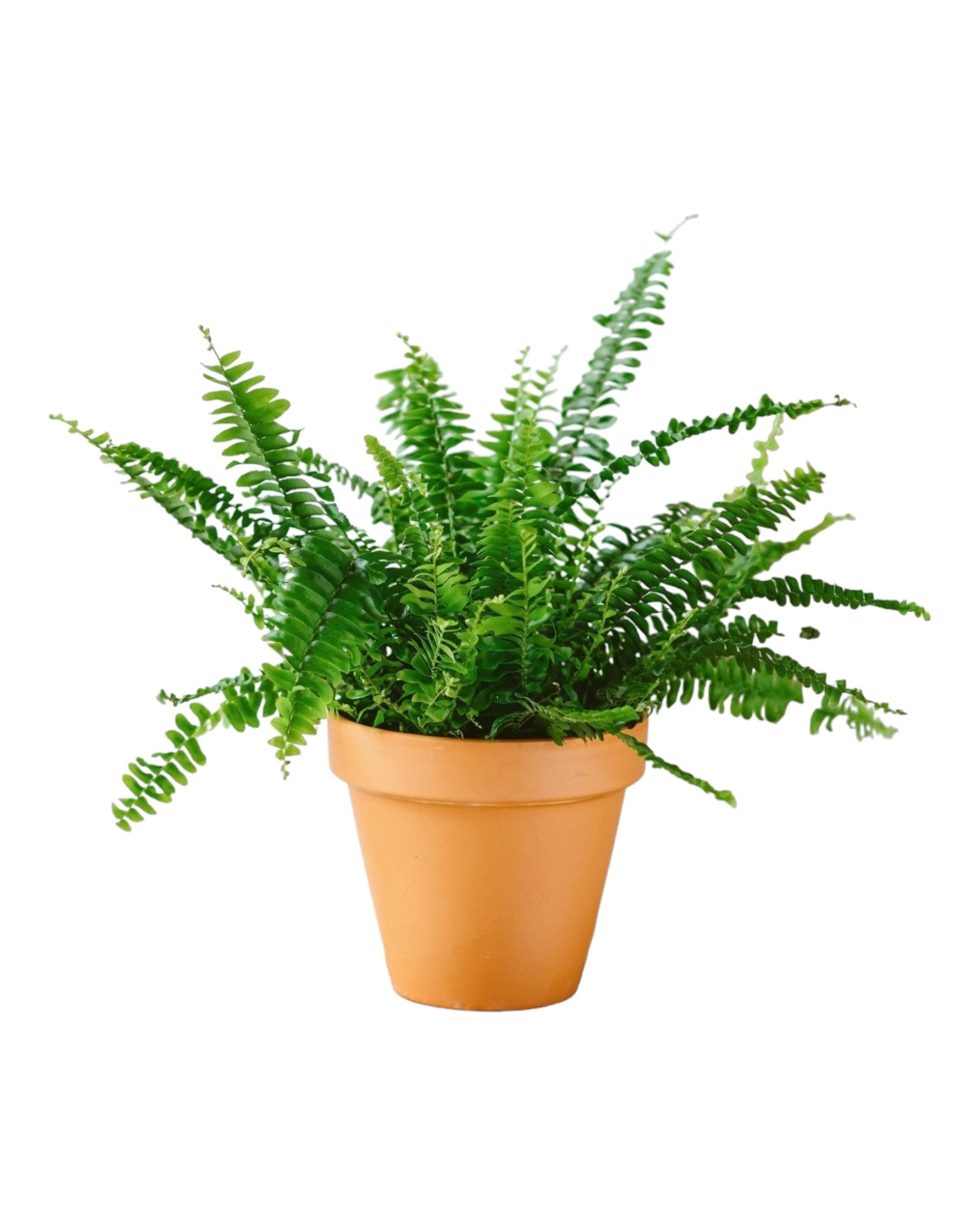 Plante d'intérieur - fougère de boston 30.0cm