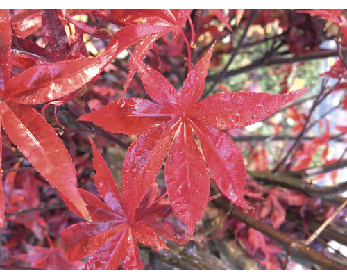Rode Japanse esdoorn Acer palmatum 'Atropurpureum' H 40-50 Co 3 L