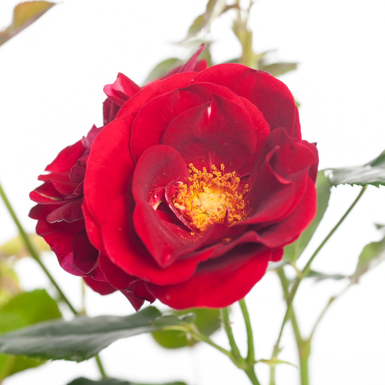 Klimroos (Rosa 'Santana') D 19 H 70 cm