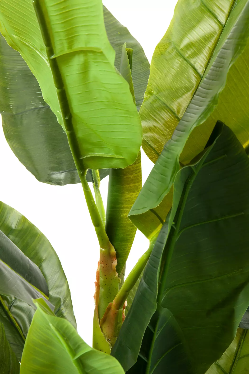 Deko Pflanze 64003 Banana Tree