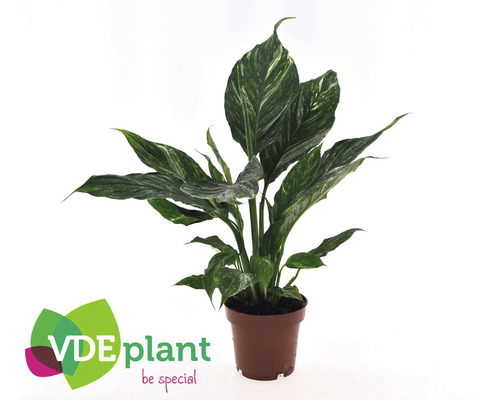 Vredeslelie Diamond FloraSelf Spathiphyllum Diamond H ca. 30 cm Ø 12 cm pot