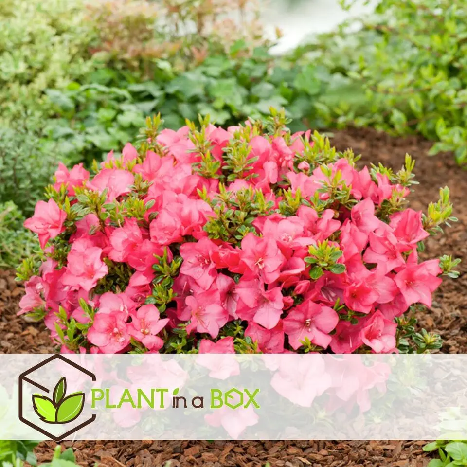 Japanse azalea - Set van 2 - Rhododendron 'Anouk' - Hoogte 25-40cm - ⌀17cm