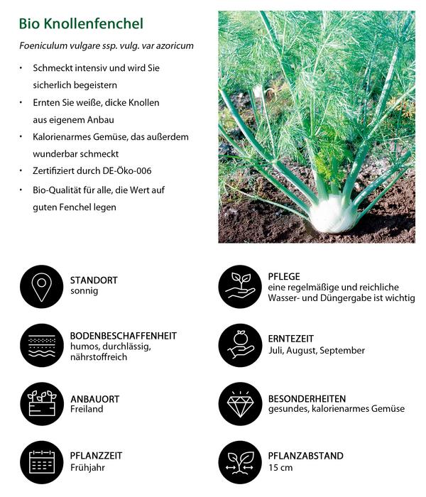 Bio Knollenfenchel, 6er Schale