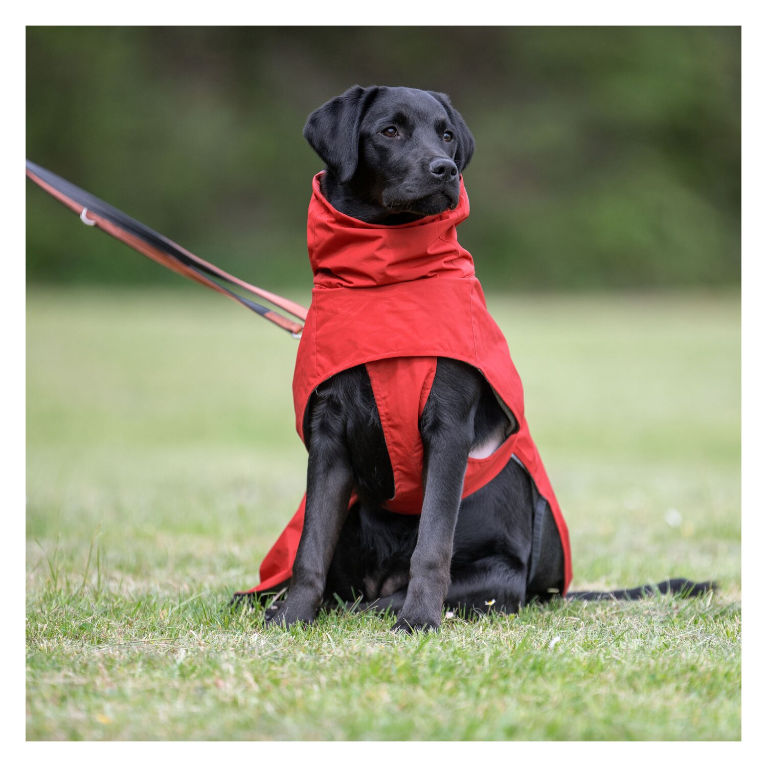 pawberry Hunde-Regenmantel Pleven  - ruby red