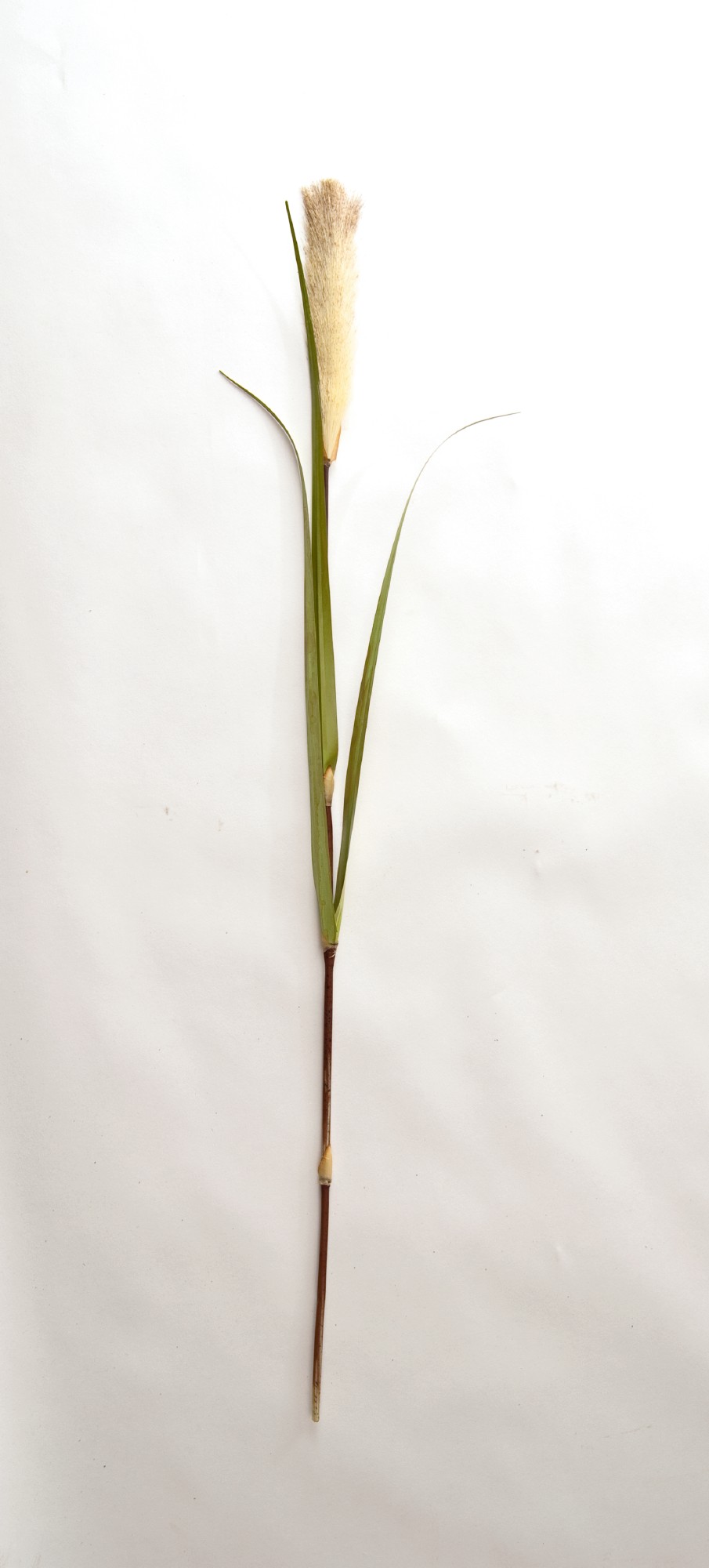 Schilfgras mit Blüte, weiß, H ca. 180 cm von fischer's lagerhaus