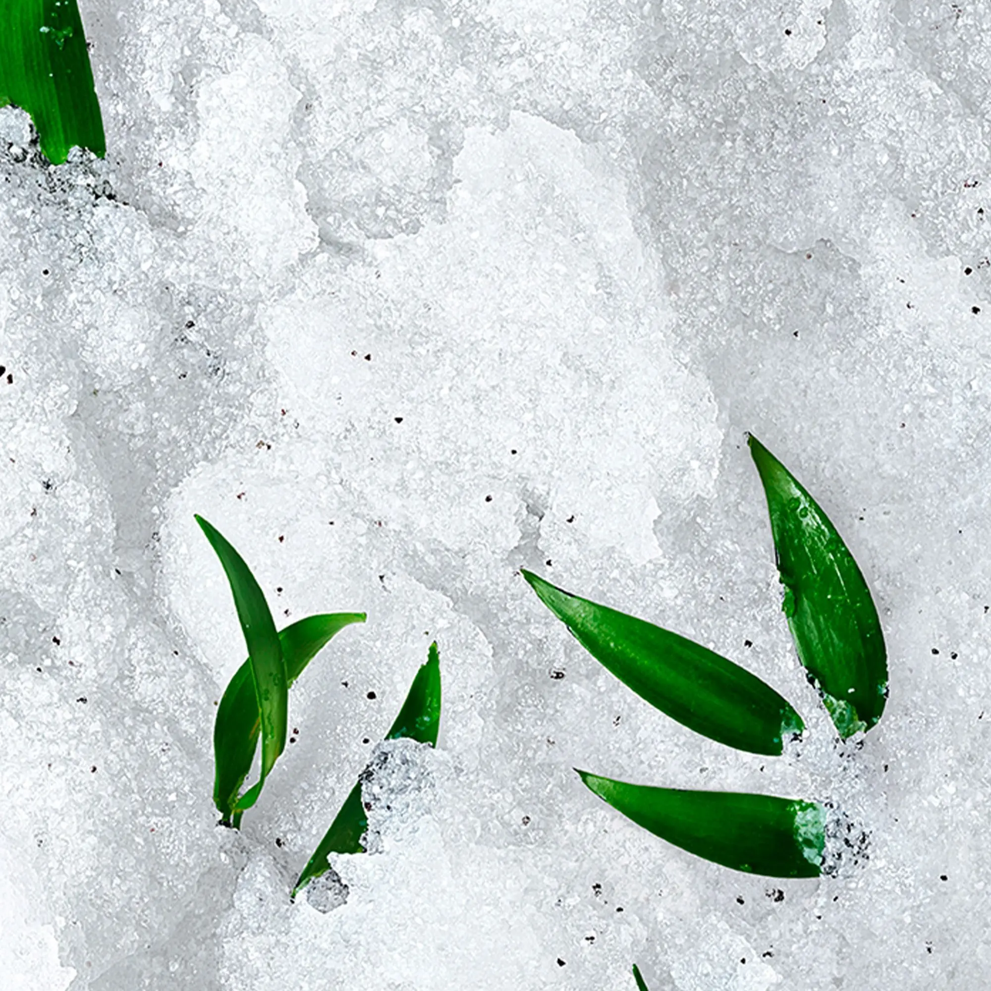 Nuxe - Gommage Granité Ressourçant NUXE BODY Rêve de thé®- Gommage et exfoliant